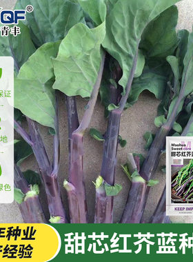 甜心红脚紫芥兰菜种子种籽红角紫芥蓝菜籽菜心四季蔬菜种孑春秋季