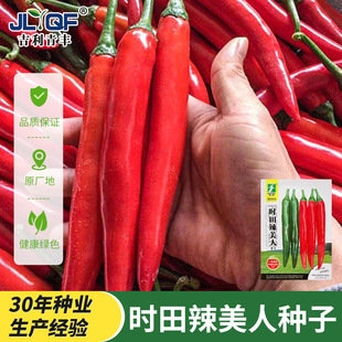 时田辣美人椒辣椒种子摘不败肉厚红尖椒特长香辣四季盆栽蔬菜种籽