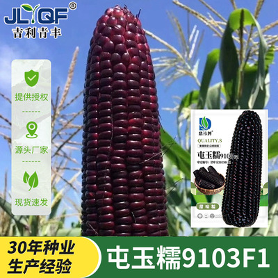 鼎袆屯玉糯9103甜味糯玉米种子甜糯粘四季黑紫色水果大棒种籽