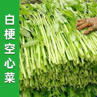 白梗空心菜种子通心菜柳叶种籽南方博白苗秧蔬菜孑菜苗四季水种植