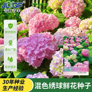 普瑞斯特混色绣球花种子庭院阳台盆栽易活四季播种室内外鲜花种籽