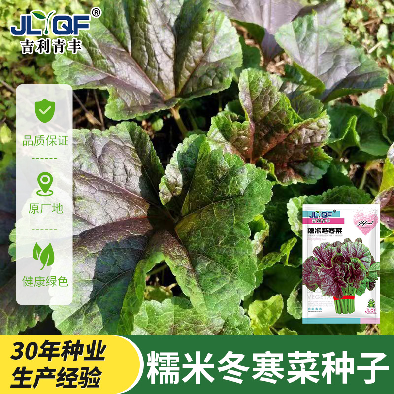 糯米冬寒菜种子高钙马蹄菜葵菜春秋四季冬苋菜种孑阳台蔬菜籽大全