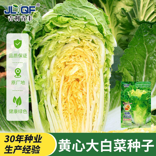 黄心秋大白菜种子种籽孑菜种白莱四季盆栽秋季冬季籽种蔬菜子菜籽