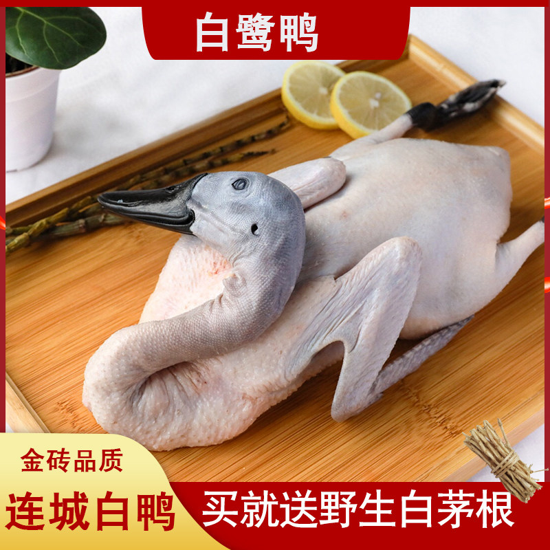 藏心白鹭鸭连城白鸭300天农家散养新鲜老土鸭子水鸭汤黑嘴整鸭番