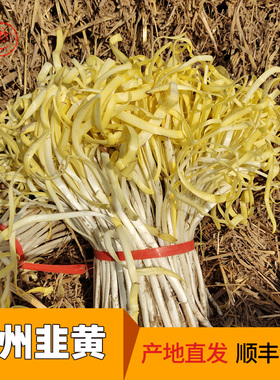 兰州韭黄新鲜现挖金杆黄正宗张家大坪土特产冬至饺子食材韭菜嫩芽