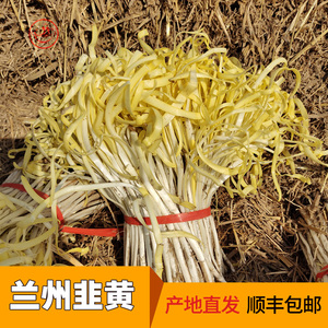 兰州韭黄新鲜现挖金杆黄正宗张家大坪土特产冬至饺子食材韭菜嫩芽