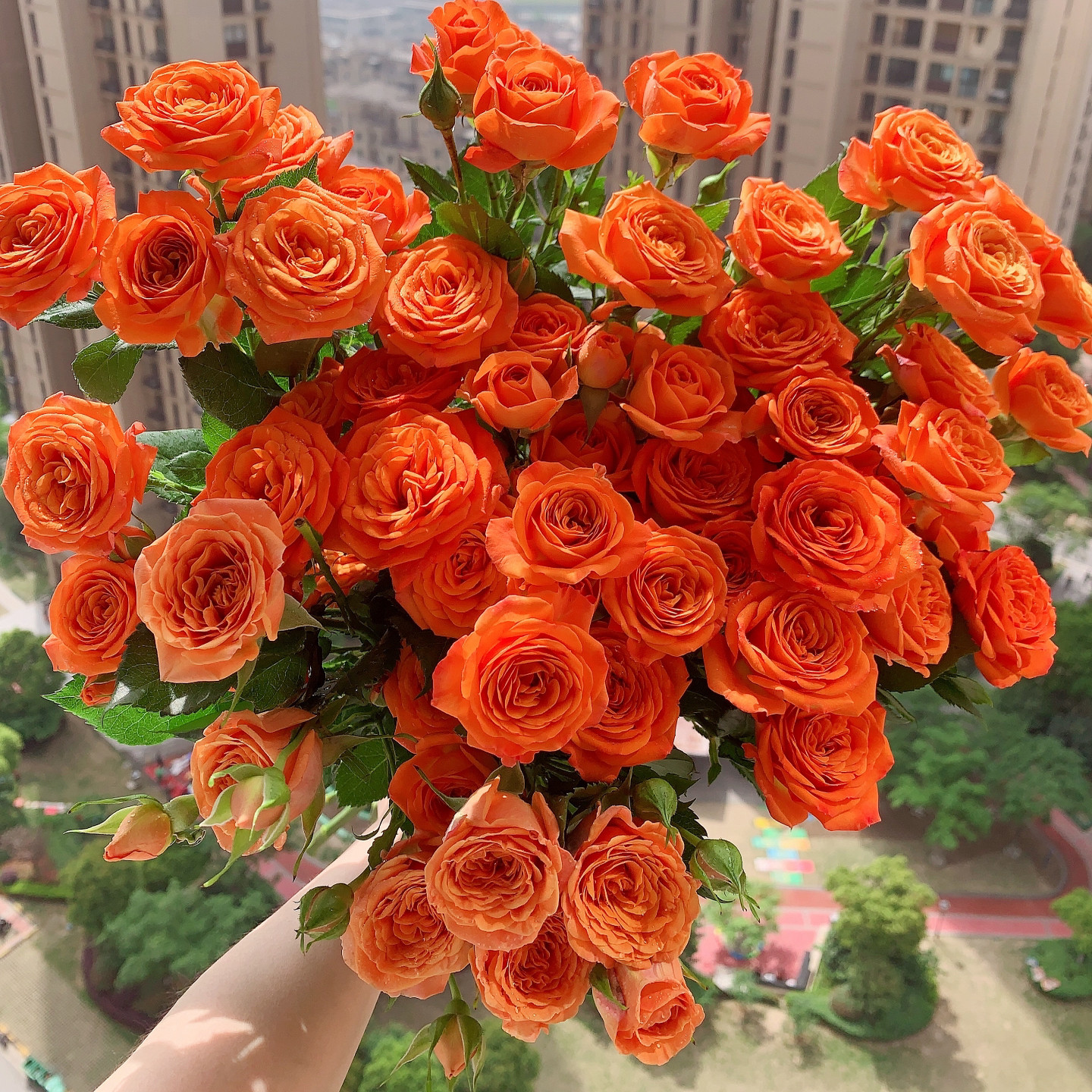 【橙色芭比】Orange Jewel 灌木月季玫瑰丰花勤花 微型多头多季开