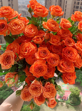 【橙色芭比】Orange Jewel 灌木月季玫瑰丰花勤花 微型多头多季开