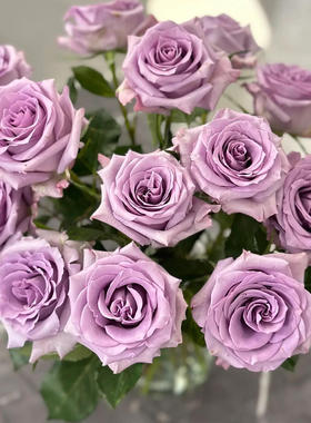 【海洋之歌】Ocean Song 灌木月季玫瑰切花 蓝紫色花朵多季重复开