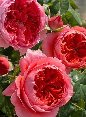 【朱砂碗】Cinnabar Bowl 灌木月季玫瑰多季开花 朱砂红色花朵