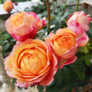 【大花美人】Fire X-pression 灌木月季玫瑰丰花勤花切花多季开花