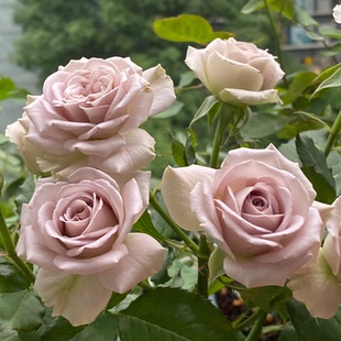 【巴黎圣母院】Notre Dame 灌木月季切花玫瑰 抗病浓香 多季开