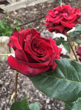 【黑魔术】Black Magic 灌木月季玫瑰深红色花 抗病 耐旱耐寒勤花