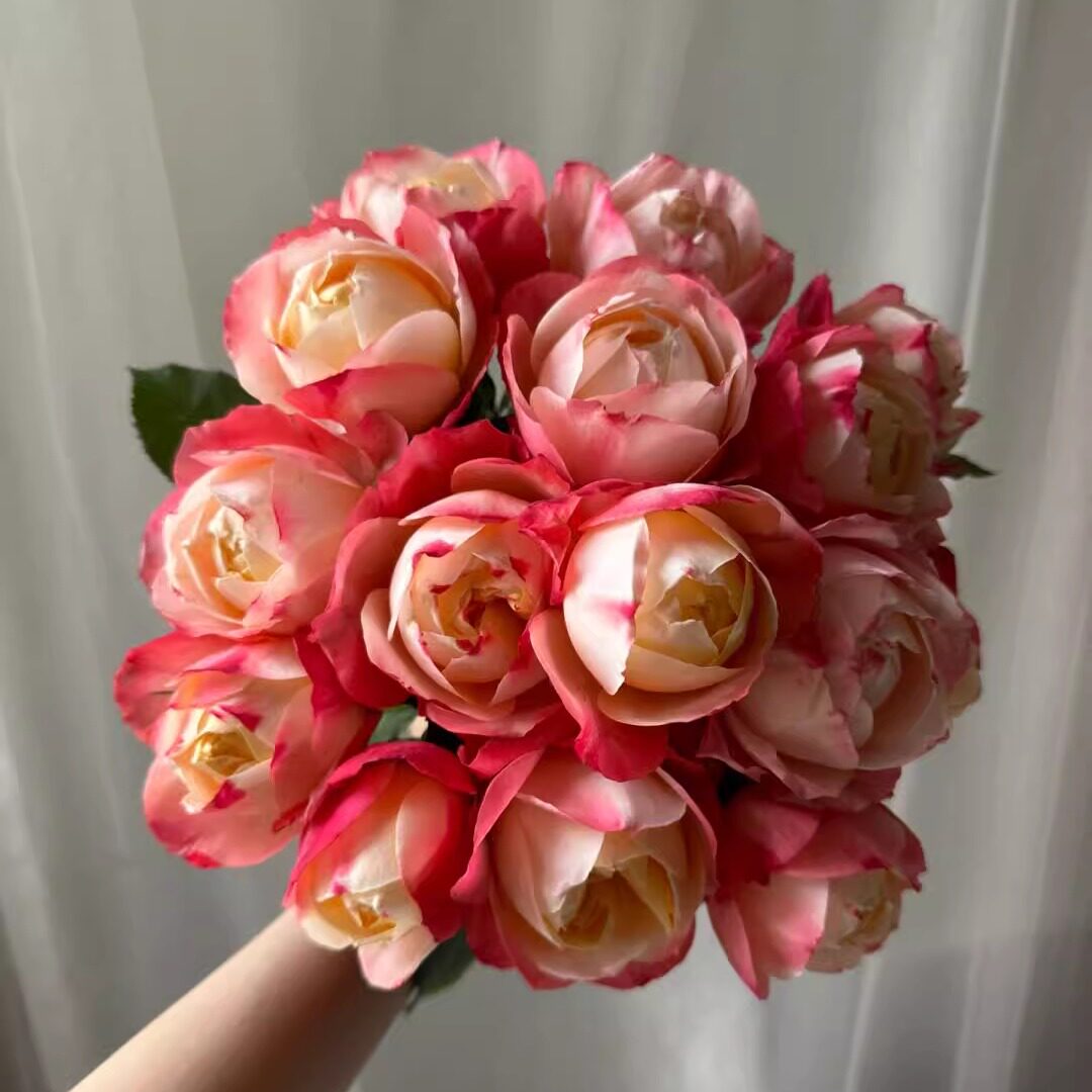 灌木月季大苗苹果运气 亚伯 乙女心 南瓜灯笼 美雪公主 裸根发货图片