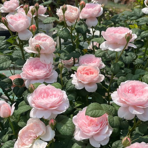 【瑞典女王】Queen of Sweden 奥斯汀灌木月季玫瑰多季开花