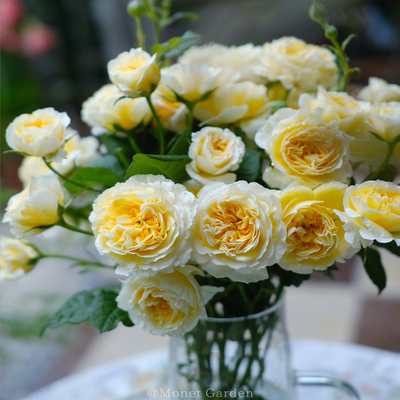 【碧翠丝】Queen of Sweden 奥斯汀灌木月季玫瑰多季开花