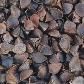 免洗荞麦皮散装颗粒特级优质10斤方枕头的填充物枕芯甜荞麦壳赤峰