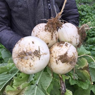 四川蔬菜新鲜圆白萝卜春不老现拔农家菜自种青菜泡菜水果萝卜