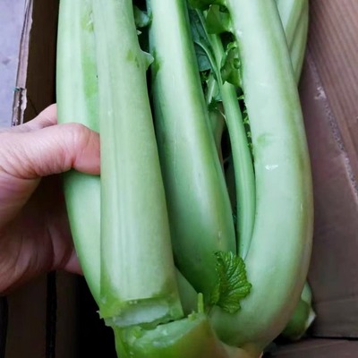 四川新鲜蔬菜宜宾青菜杆芥菜疙瘩青菜泡菜儿菜娃娃菜现砍现发