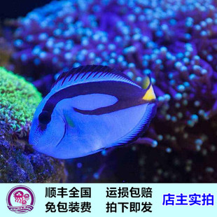 蓝吊 多莉海水鱼活体吊类食藻养定开口快递发货小丑鱼尼莫的基友