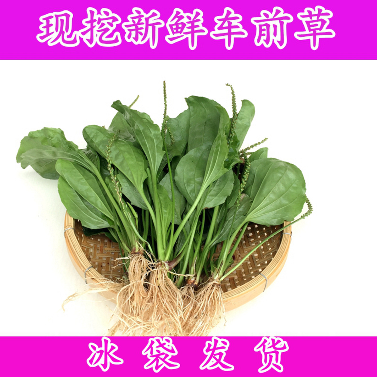现挖新鲜车前草冰袋发货中药材