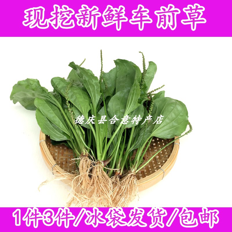 新鲜车前草 现挖车前菜牛舌草虾蟆草野外天然中药材全株直发包邮