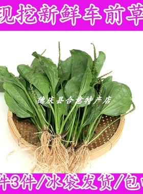 新鲜车前草 现挖车前菜牛舌草虾蟆草野外天然中药材全株直发包邮