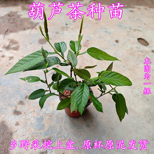 葫芦茶种苗山野采挖上盆中草药