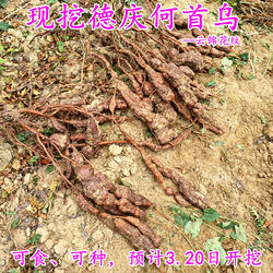 新鲜德庆何首乌现挖现发可食可种气云锦花纹赤首乌地理标志农产品