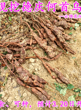 新鲜德庆何首乌现挖现发可食可种云锦花纹赤首乌地理标志农产品