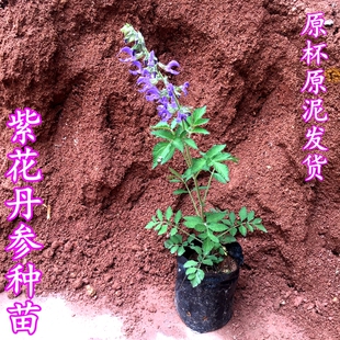 紫花丹参种苗 山野中草药紫丹苗盆栽原杯原泥发货绿植种植苗包邮