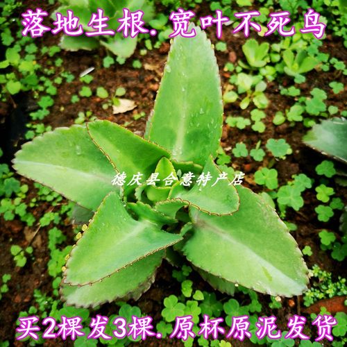 落地生根种苗阳台消肿买二发三