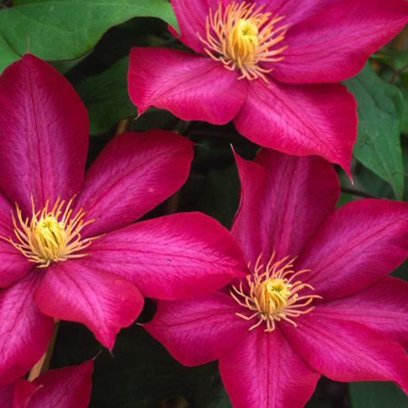 阳台盆栽绿植波旁王朝铁线莲花苗 重瓣大花庭院藤本爬藤攀援植物