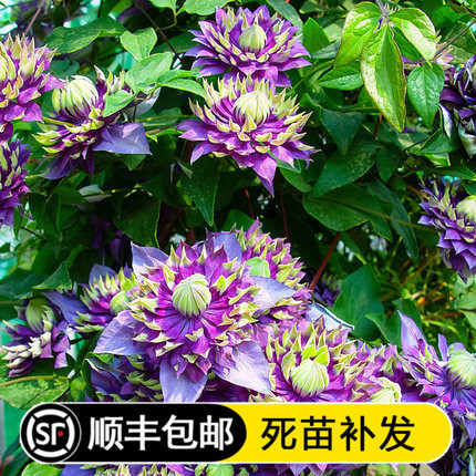 带花大花重瓣铁线莲花苗円空圆空阳台室内四季开花卉植物盆栽爬藤