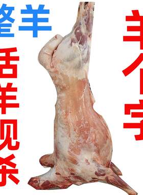 内蒙古羊肉现杀羊羔子
