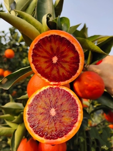 四川宜宾市南溪血橙十斤优质果！ 新疆，西藏，偏远地区不包邮哦