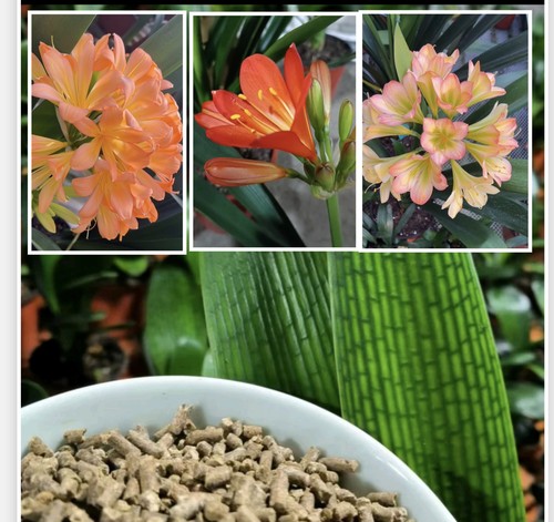 （福利）颗粒缓释肥，魔肥，促生长，促开花