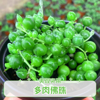 多肉佛珠9厘米盆满盆发货