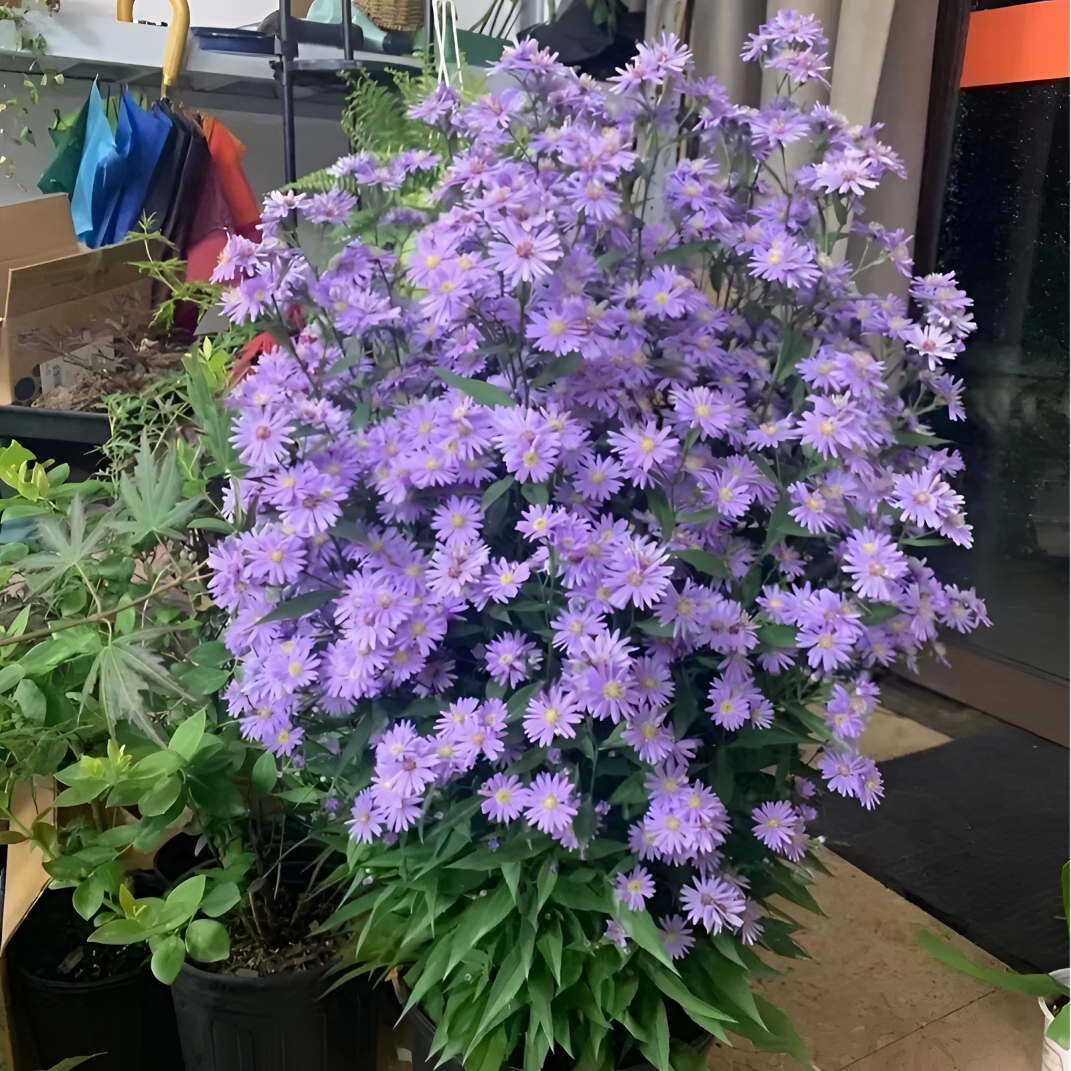 荷兰菊紫菀小卡罗耐寒耐热花园植物庭院绿化盆栽花量超大