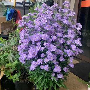 荷兰菊紫菀小卡罗耐寒耐热花园植物庭院绿化盆栽花量超大