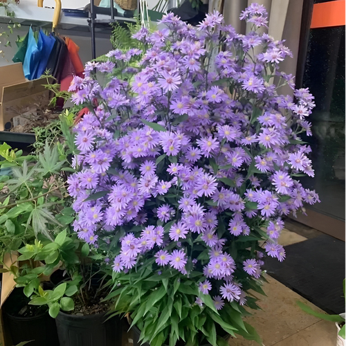 宜蓁园小卡罗耐寒耐热花量超大