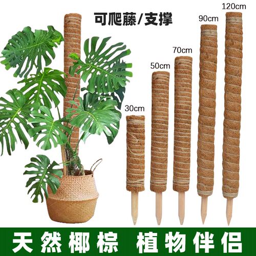 龟背竹支撑杆绿箩攀爬柱椰棕棒