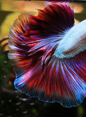 泰国斗鱼高端进口活体热带观赏鱼绝美好养都市白领宠物礼兰陵泰斗