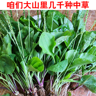 新鲜车前草 纯天然带根整株500克田冠草车轱辘草钱贯草钱串草牛遗