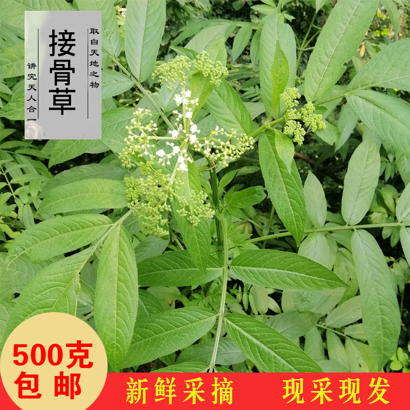 新鲜接骨草 走马风小驳骨 尖尾凤乌骨草本顺中药材野生陆英八棱麻