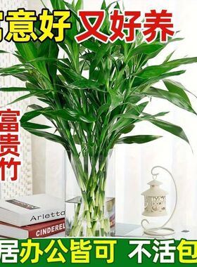 富贵竹水培植物客厅招财节节竹子室内水养转运盆栽花卉水养富贵竹