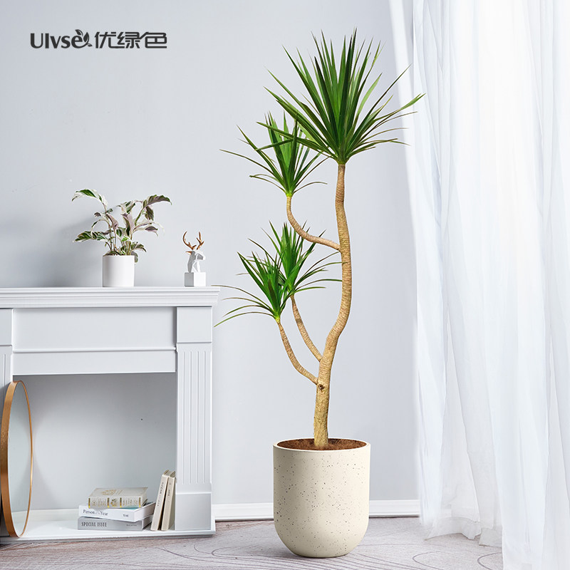 造型黑珍珠龙血树盆栽大型网红绿植荷兰铁办公室植物好养活太空铁