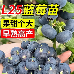 蓝莓树果苗l25营养钵苗大果花香蓝莓树苗南方北方盆栽地栽包对版