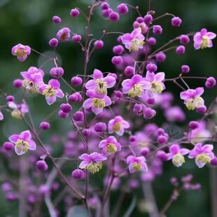 唐松草裸根多年生宿根花卉植物盆栽易活庭院耐寒好养3月发货