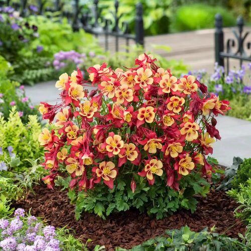 大花耧斗菜2年苗当年小苗多年生地栽盆栽耐零下40度2月中下发货